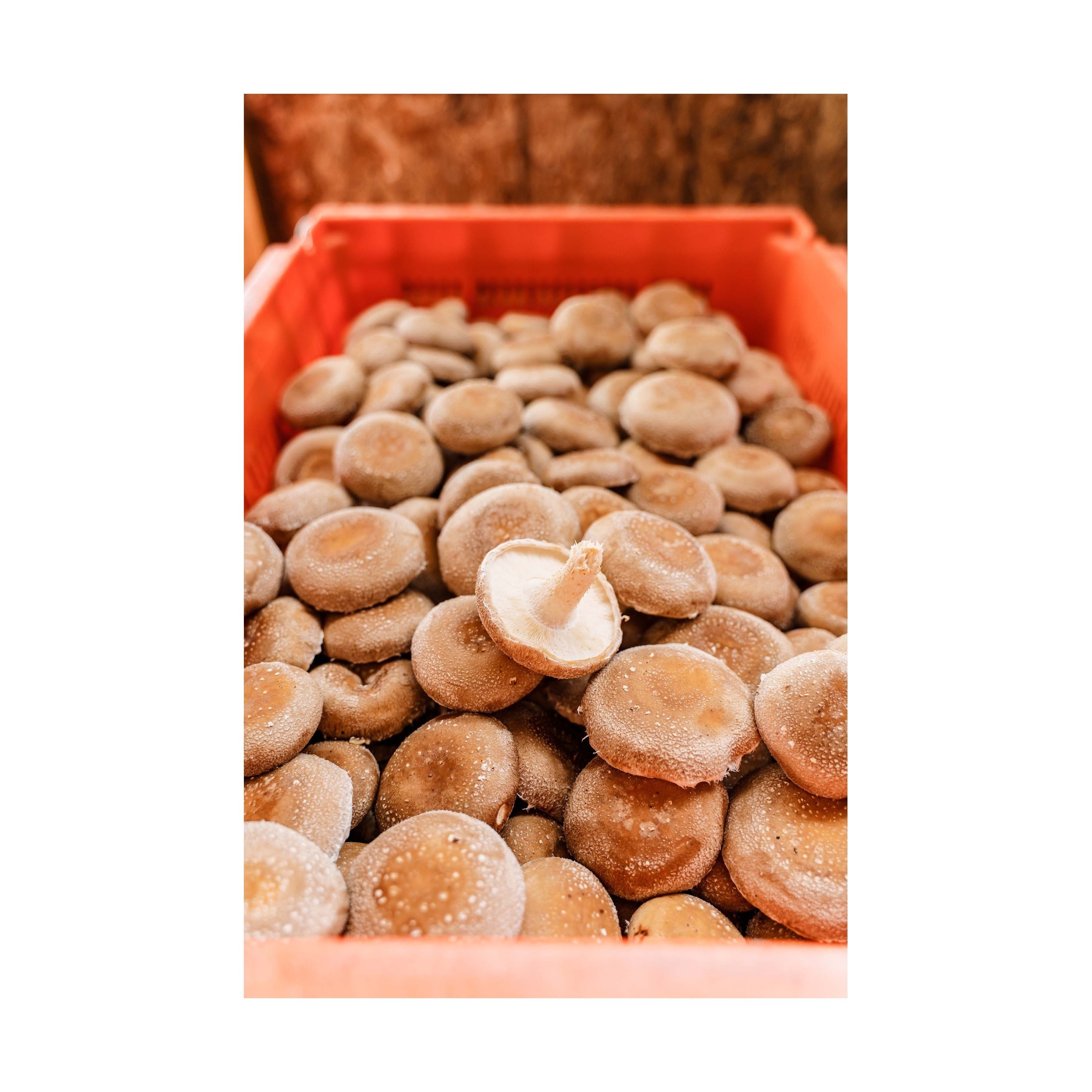 High quality bulk dried shiitake mushrooms small packaged shiitake mushrooms