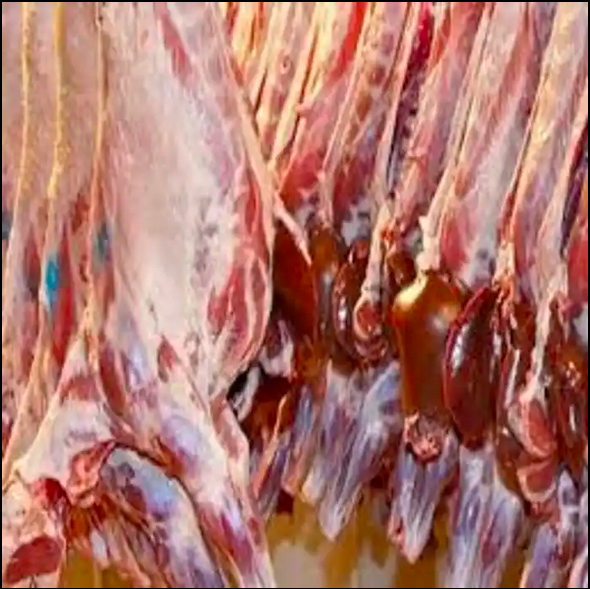 NEW ZEALAND HALAL FRESH FROZEN GOAT/MUTTON MEAT/LAMB MEAT CARCASS