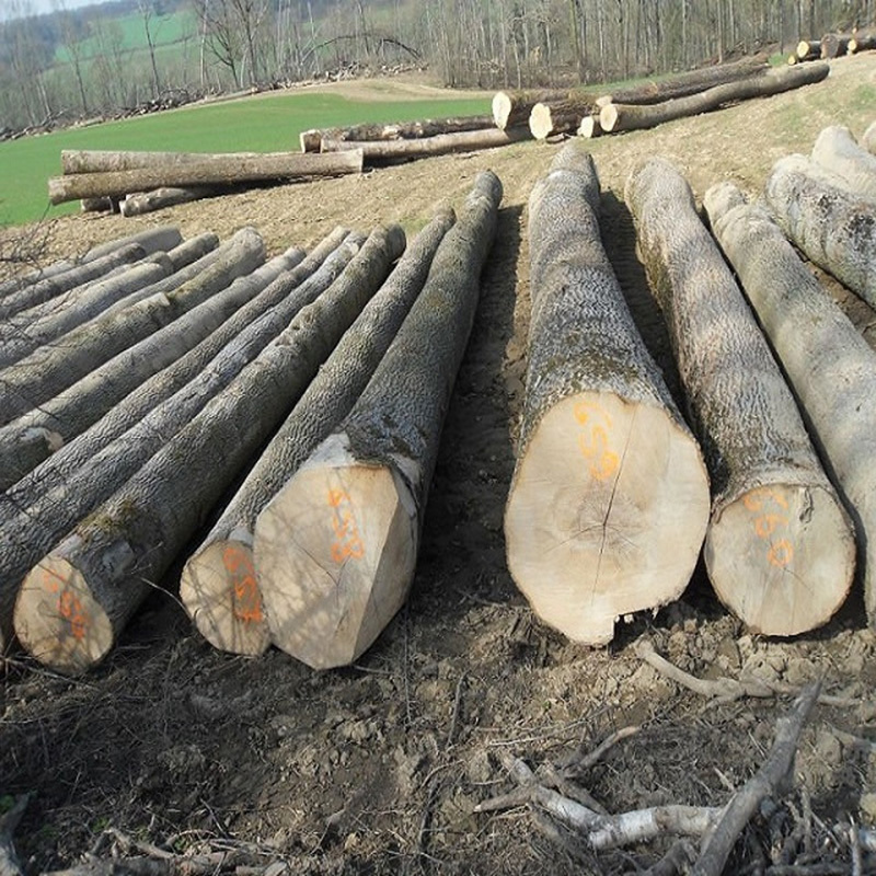 For Sell Red and White Oak Round Logs / oak veneer logs / Fresh Grade 1 2 3 Round Oak Logs