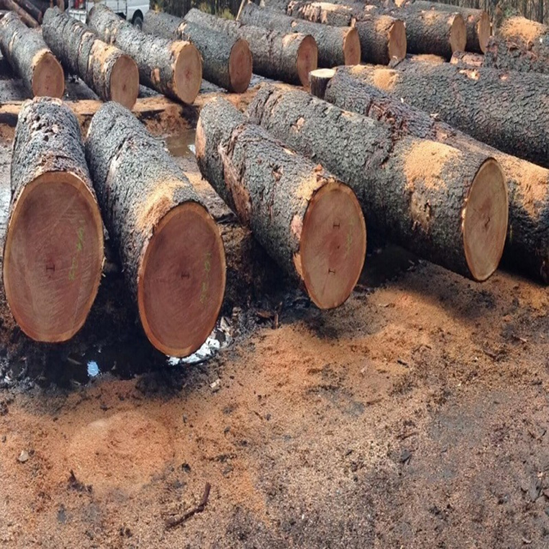 Hot Sell Oak Timber Logs Teak Wood / Oak Wood Logs / Pine Wood Logs