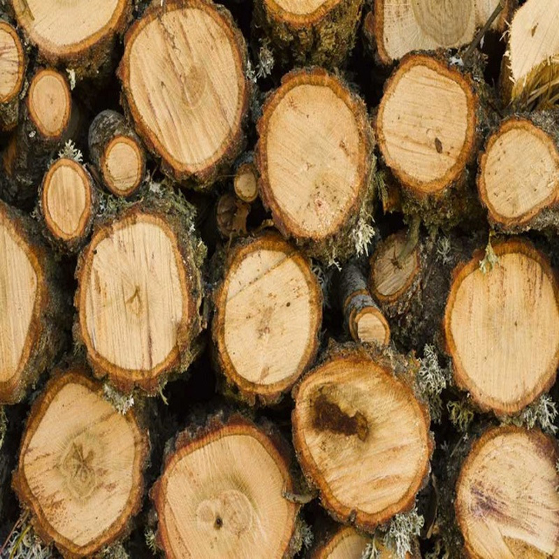 Hot Sell Oak Timber Logs Teak Wood / Oak Wood Logs / Pine Wood Logs