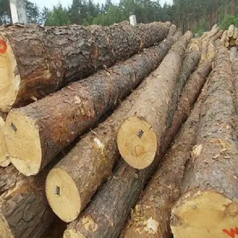 Best Price European Walnut Logs and timber for sale/France high density and harder round logs