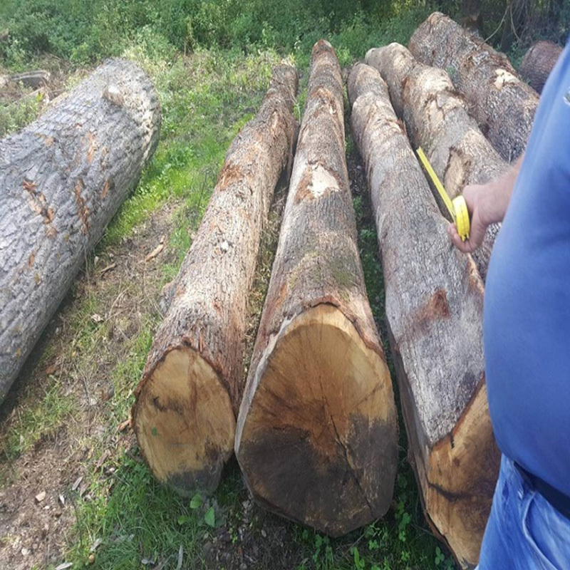 Hot Sell Oak Timber Logs Teak Wood / Oak Wood Logs / Pine Wood Logs