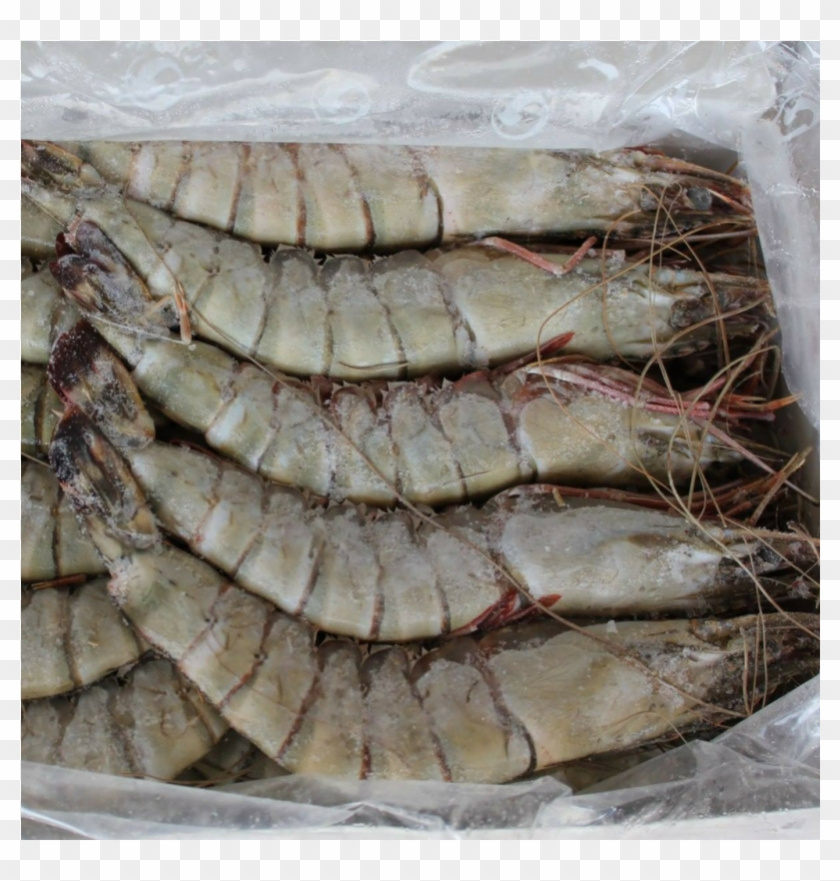 Whole Skinless Shrimps Seafood Vannamei Shrimp Frozen