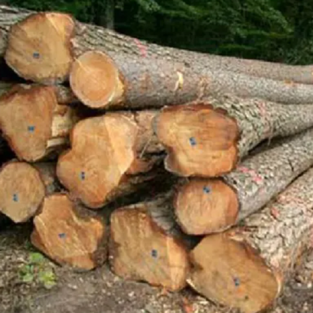 European Walnut Logs and timber for sale/France high density and EUROPEAN WHITE BIRCH LOG