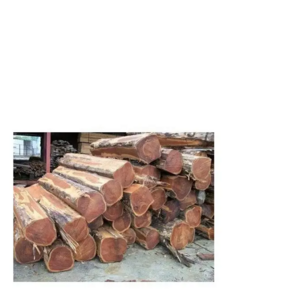 Brazil Red and White Oak Round Logs / oak veneer logs / Fresh Grade 1, 2, 3 Round Oak Logs (Fresh Cut)