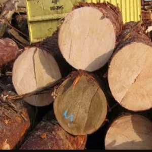 Wholesale European Walnut Logs and timber for sale/France high density and harder round logs