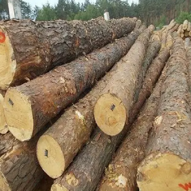 European Walnut Logs and timber for sale/France high density and EUROPEAN WHITE BIRCH LOG