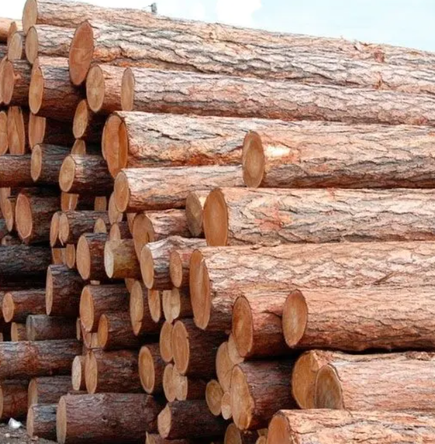 High Quality Wholesale Custom Teak Wood Logs Pine And Red Cherry Woods Massive Forest Teak Wood Logs Brazil