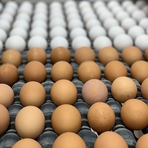 Fertile White and Brown Chicken Eggs for sale