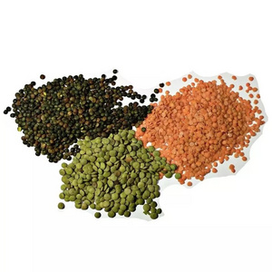 Wholesale Supplier Lentils For Sale In Reasonable Price Premium Quality Best price export green red Lentils( Masoor Dal