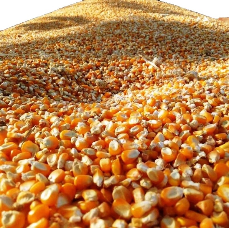 Wholesale Glutinous Organic Sweet Dried Brazil Maize non  Gmo Yellow Corn For Animal Feed For Sale