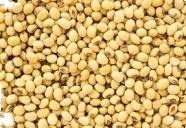 Top Brazilian / Non Gmo Soybeans / Soya Beans, Soy bean Seeds and Soya bean Seeds