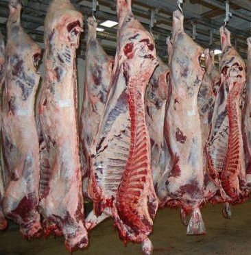 High Quality / Top Brazilian / Wholesale Halal Frozen Lamb/ Sheep/ Mutton Meat