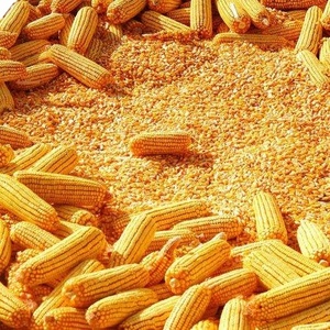 Wholesale Glutinous Organic Sweet Dried Brazil Maize non  Gmo Yellow Corn For Animal Feed For Sale