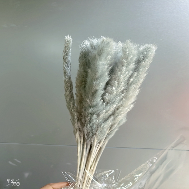 wholesale wild dried natural fluffy small pampas grass home wedding hotel shop decorative white black small pampas grass