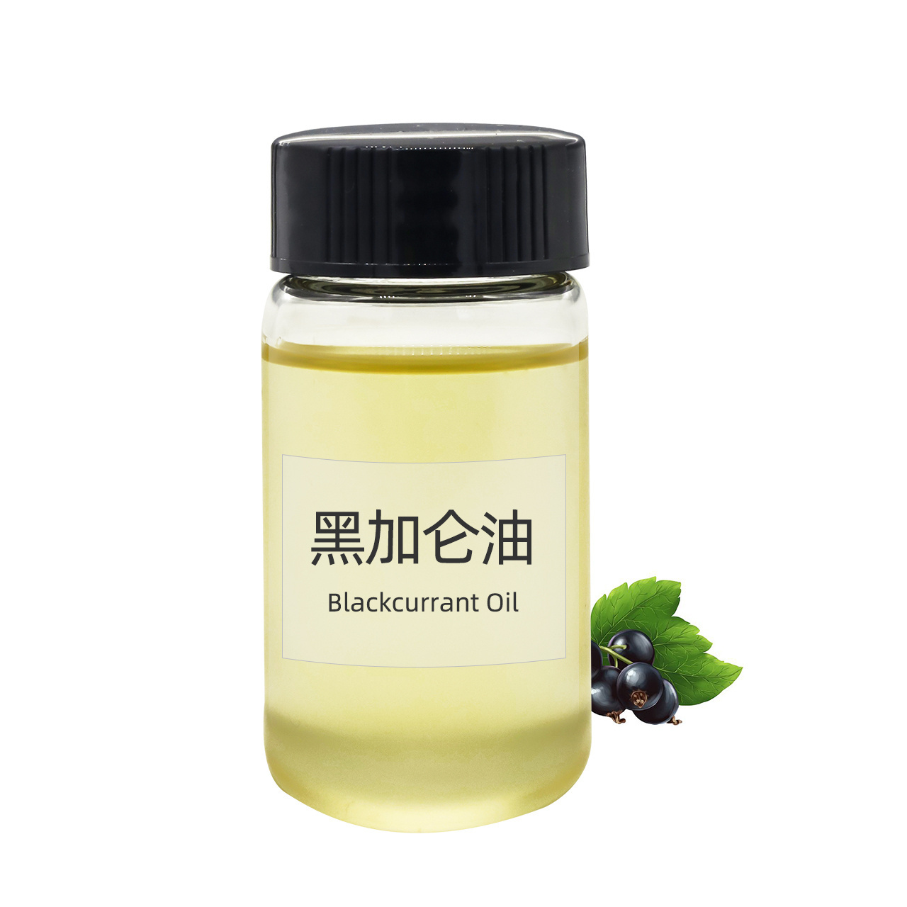 Factory bulk sale 100% pure natural black currant seed with for skin care