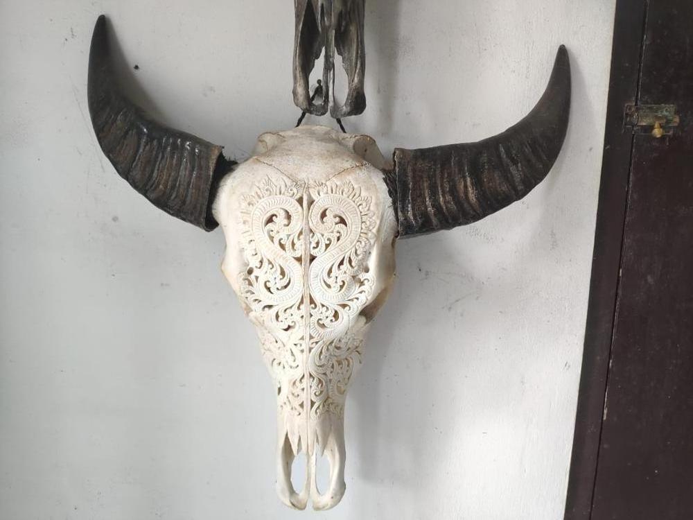 Bali buffalo skulls carving home decoration 100% in handmade fast delivery