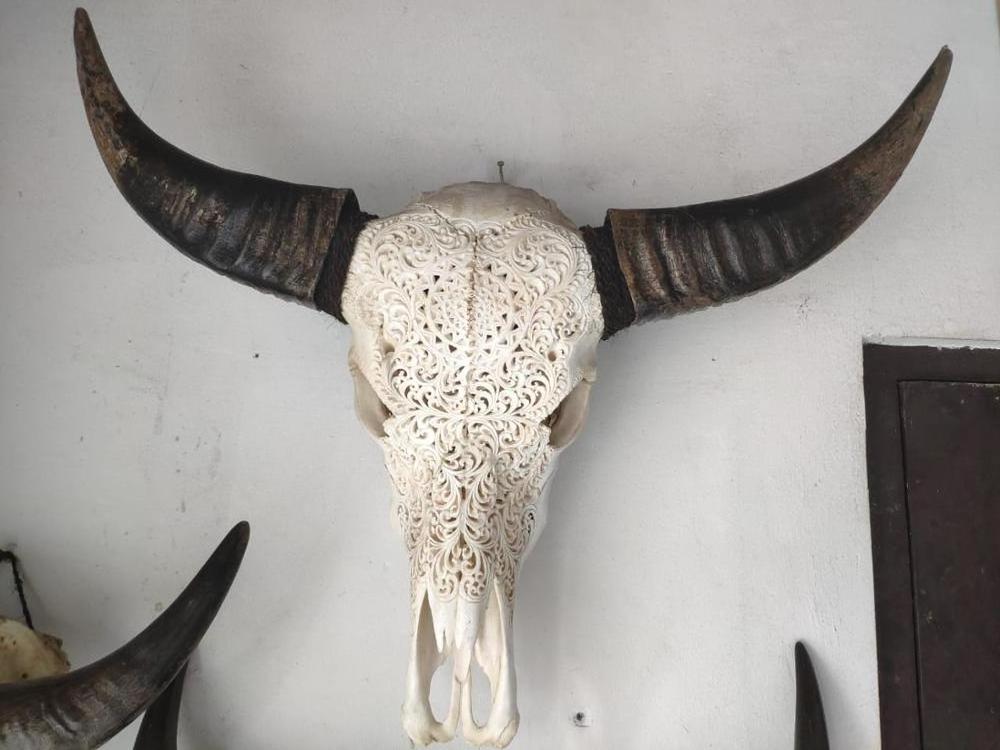 Real buffalo skulls high quality hand carved in stock mixed design fast delivery