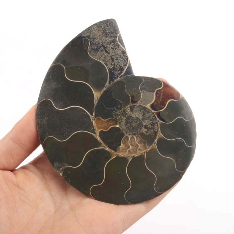 Hot selling natural polished conch fossil piece ammonite art collection home decoration