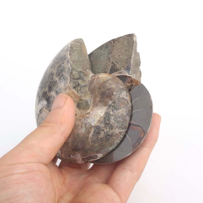 Hot selling natural polished conch fossil piece ammonite art collection home decoration