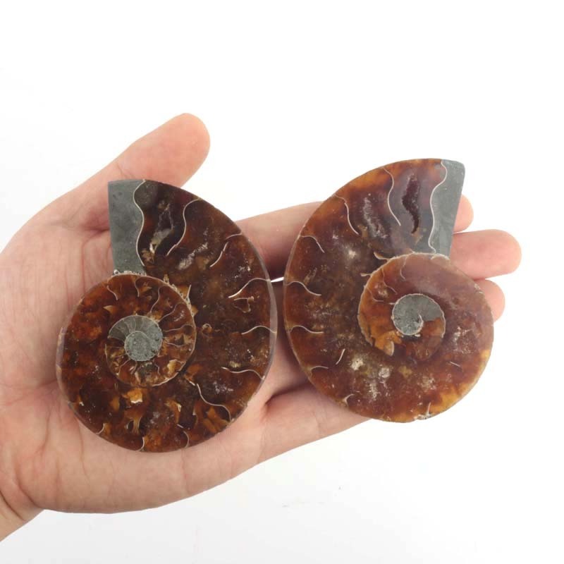 Hot selling natural polished conch fossil piece ammonite art collection home decoration