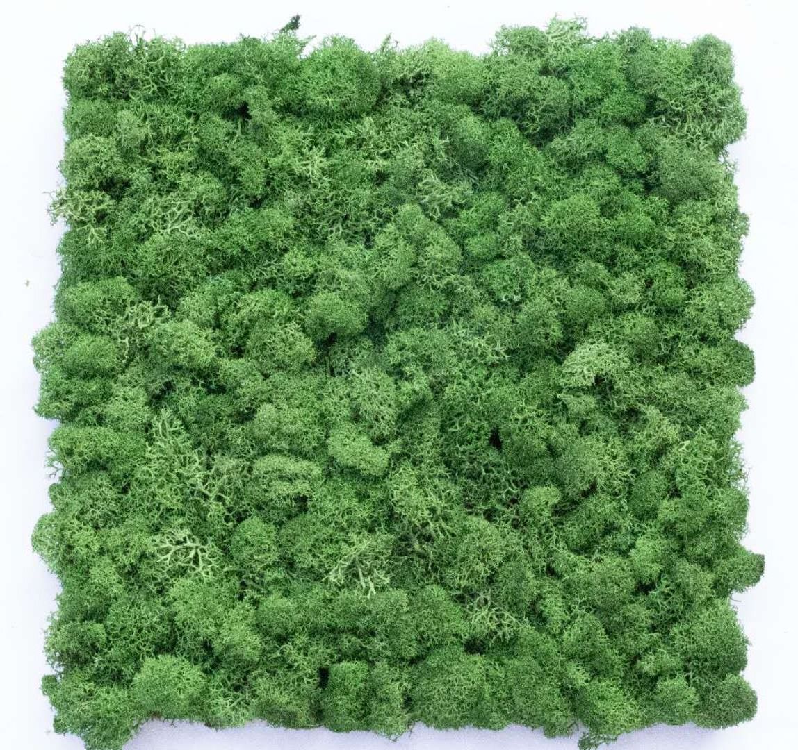 Indoors Green Wall Office Decor Everlasting Moss Wall Green Wall Panels Preserved Moss Panel