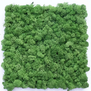 Indoors Green Wall Office Decor Everlasting Moss Wall Green Wall Panels Preserved Moss Panel