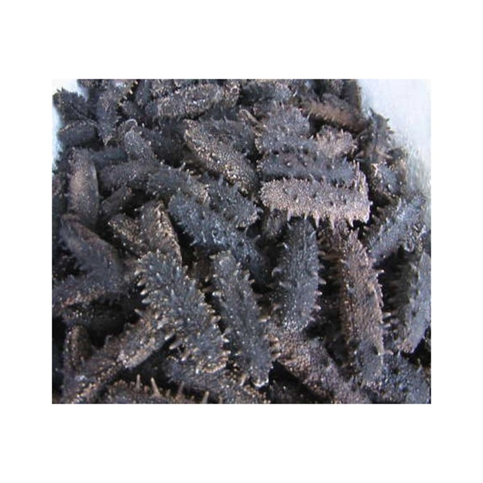 Hot sales price Sun Dried Sea Cucumber 20000kg available