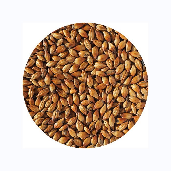 Barley Grains Premium Barley Seeds/Animal feed barley/bulk barley grains Malted Barley Malt grain for sale Top Grade For Sale