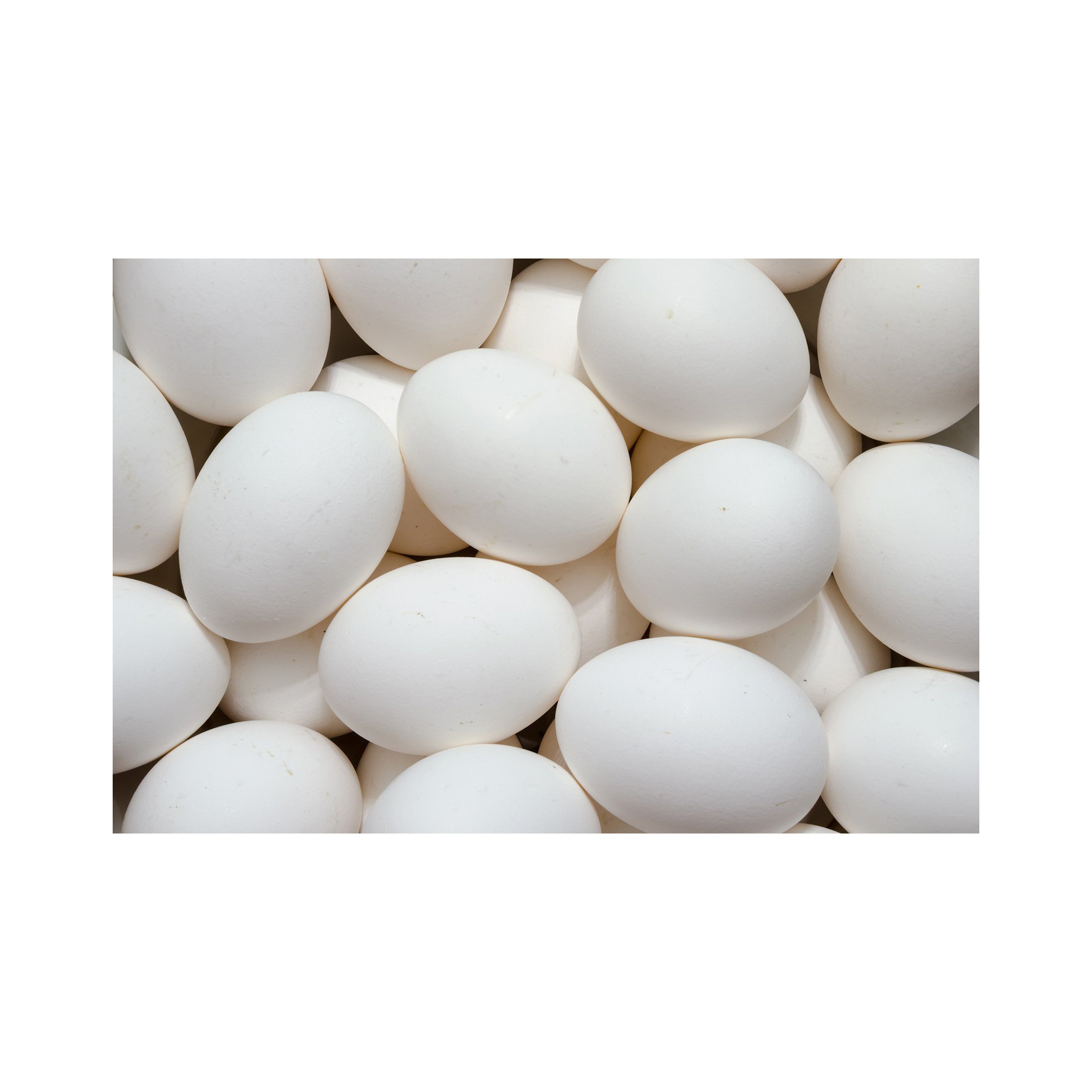 Cheap Farm Fresh Chicken Eggs Table Eggs Organic  Fertilized Hatching Eggs