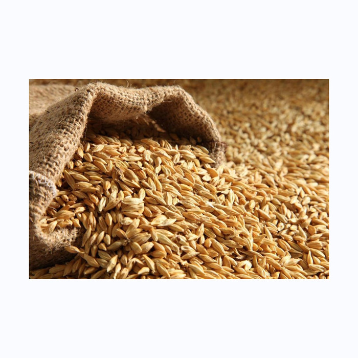 Barley Grains Premium Barley Seeds/Animal feed barley/bulk barley grains Malted Barley Malt grain for sale Top Grade For Sale