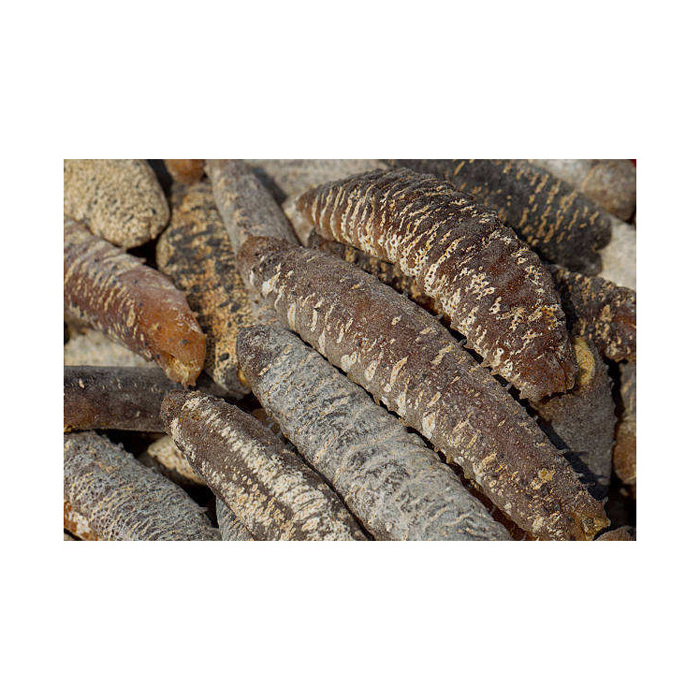 Hot sales price Sun Dried Sea Cucumber 20000kg available