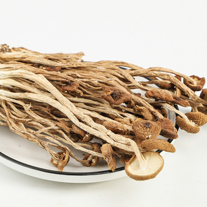 Hot sales Nutritious Food agrocybe mushroom China Healthy food velvet pioppini mushroom Tea tree mushroom for Wholesales