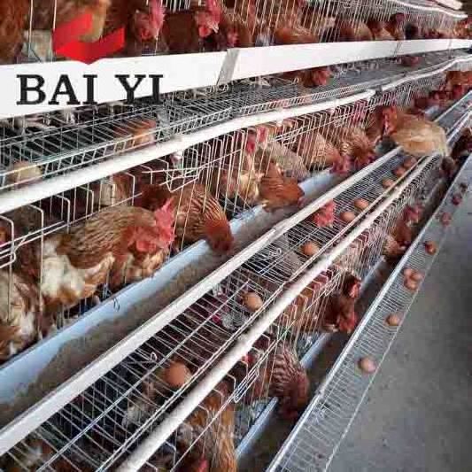 Best Selling Cages for Laying Hens, Used Chicken Cages For Sale, Name Of Poultry Farms