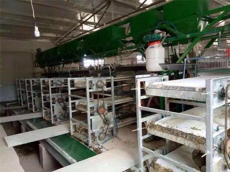 h type automatic broiler battery cage with manure belt