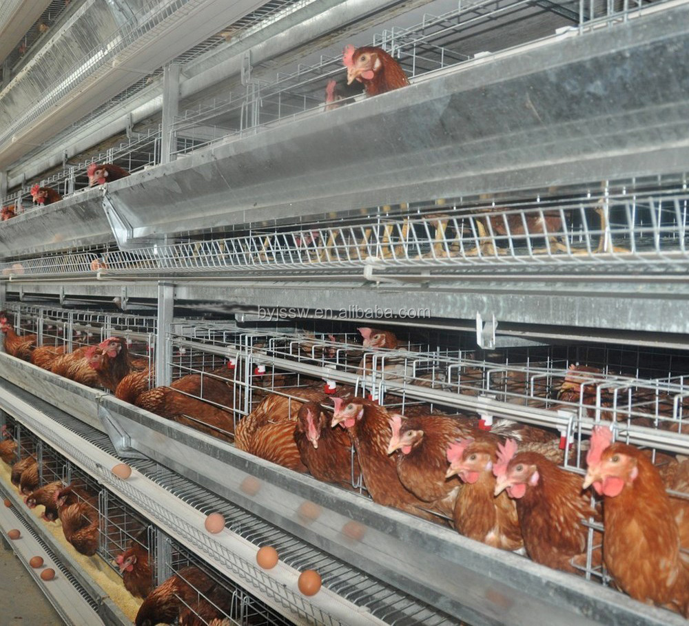 Automatic Chicken Breeding Farm Machine and Business Plan