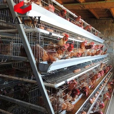 pakistan layer chicken cage poultry farm used poultry cages for sale