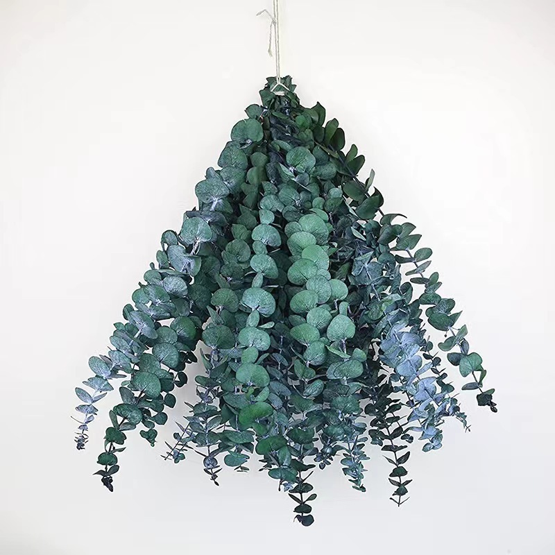 17'' Natural Dried Eucalyptus Leaves Hanging Fragrance Real Plant Preserved Eucalyptus Stems For Shower Home