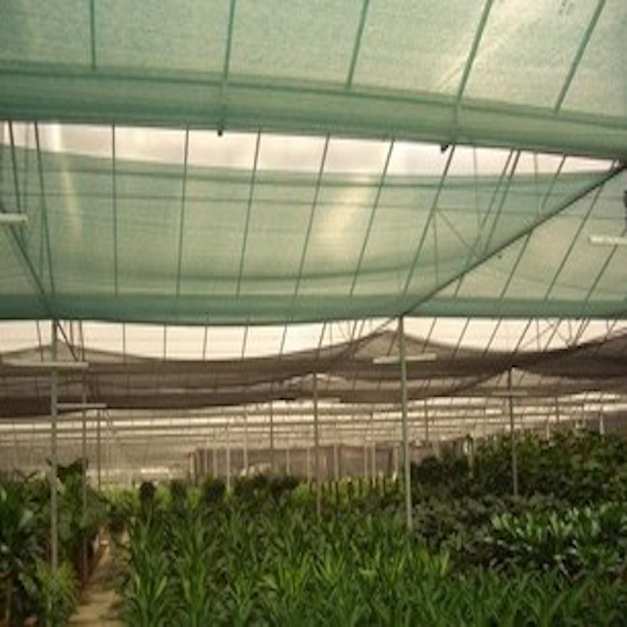 net greenhouse tropical greenhouse with net shade netting for greenhouse agricultural hdpe knotted anti bird netting