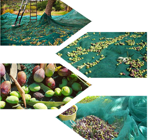 Green color  85gsm HDPE Agriculture net olive harvest 100%virgin olive harvest collection fruit net