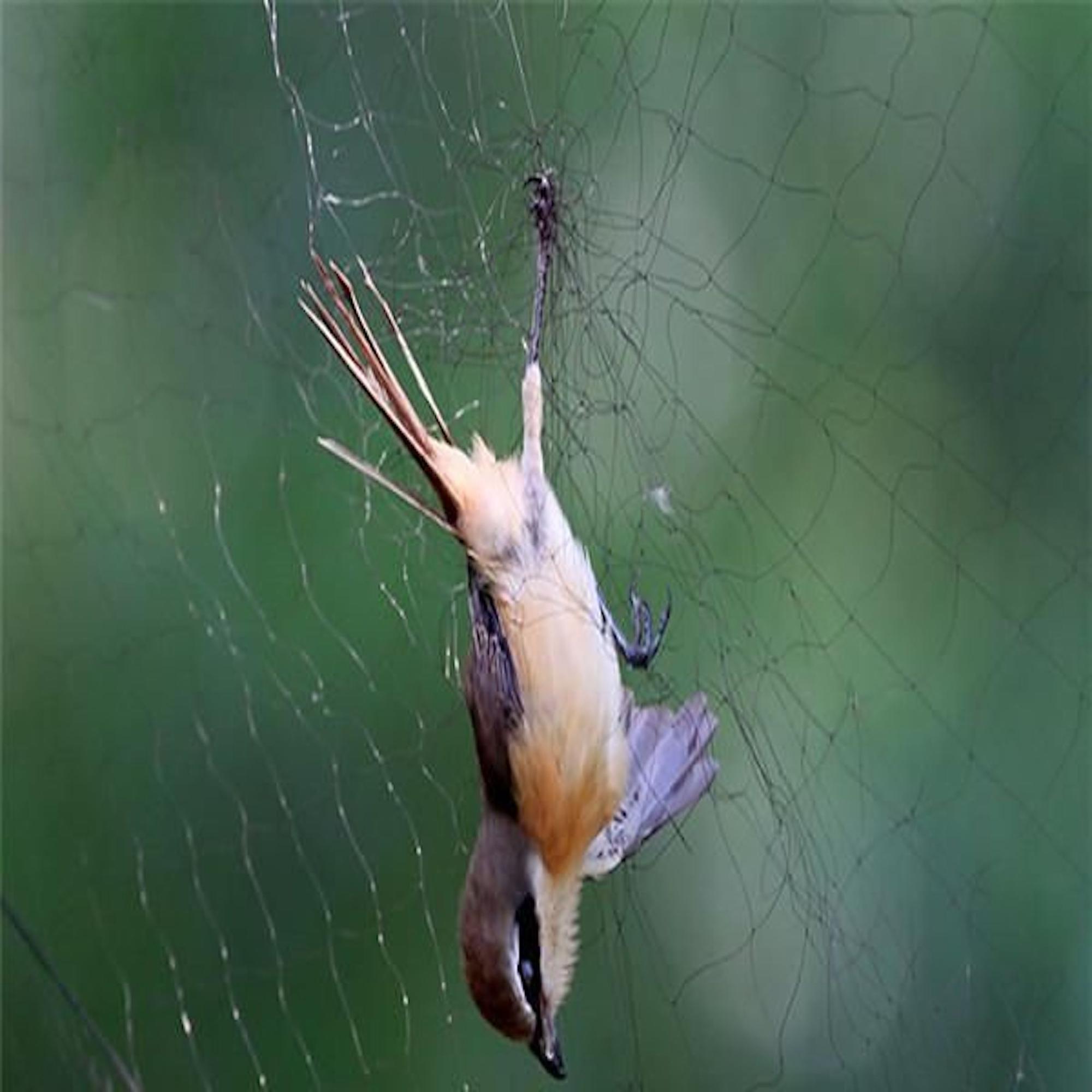 manufacture Anti Bird Net nets for bird catching agriculture anti-bird net