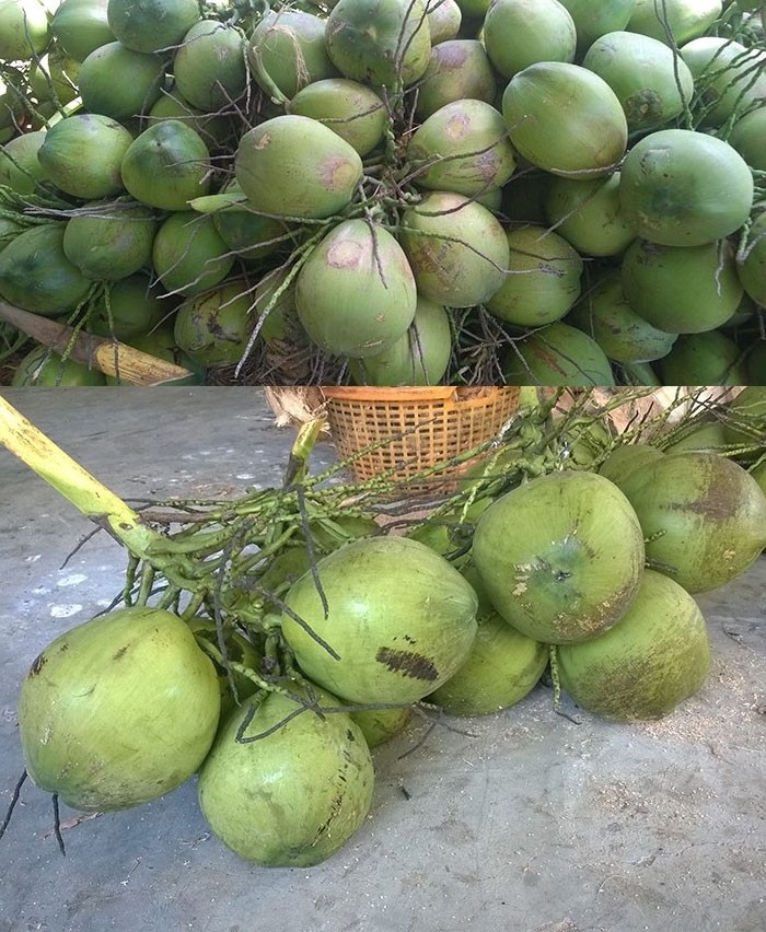 High Quality Fresh Young Coconut From canada