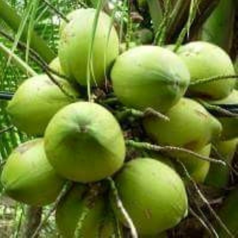 High Quality Fresh Young Coconut From canada