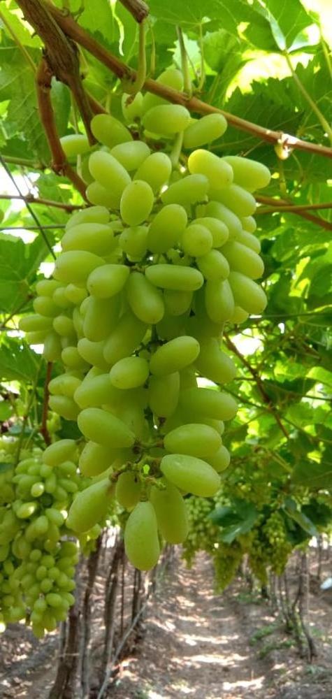 Canada Fruit White Seedless Grapes Fresh