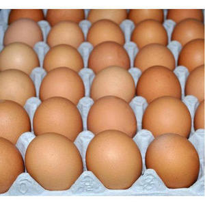 Quality fertile chicken eggs for sales