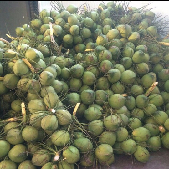 High Quality Fresh Young Coconut From canada