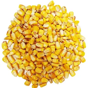 Wholesale Canadian Sweet Yellow Corn For Animal Feed and Human Consumption