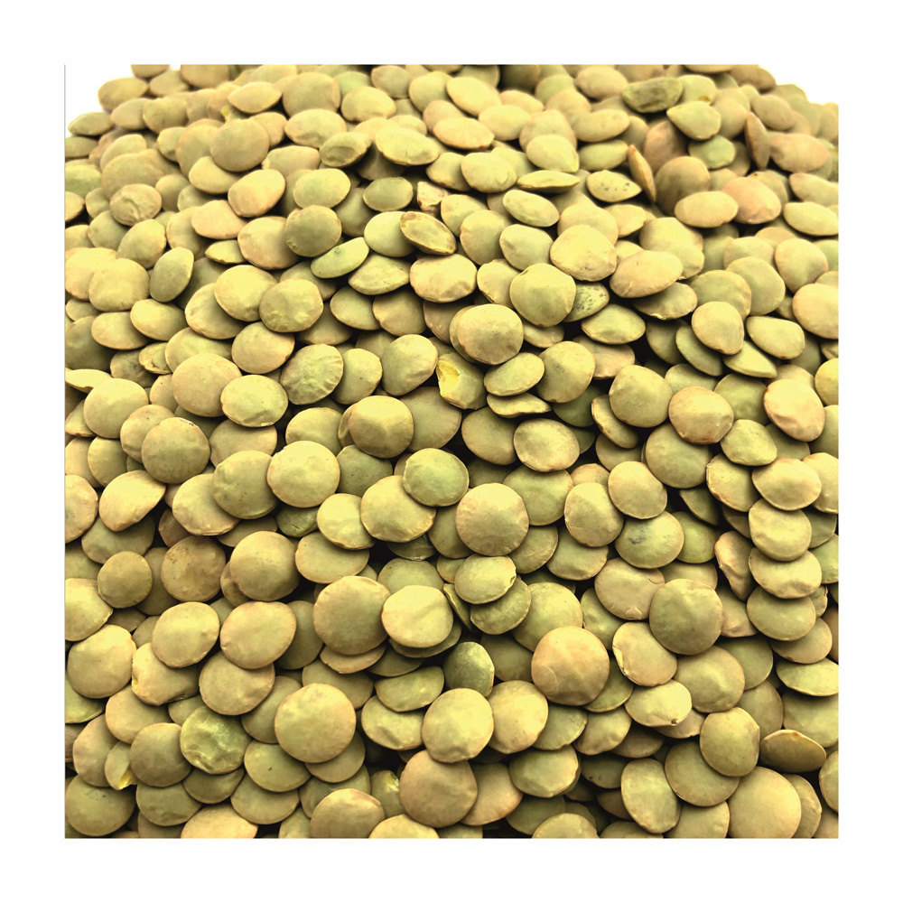 Best Price Canadian Whole Green Lentils Dry Organic Green Lentils Bulk Stock Available With Customized Packing