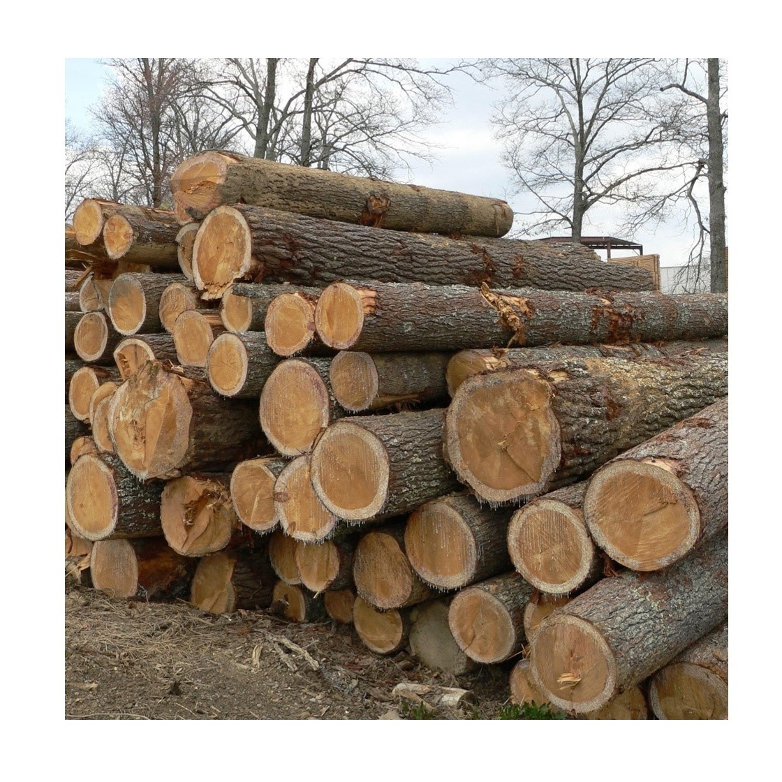 Cheap Pine Wood Logs Make Sawn Timber Original From Germany